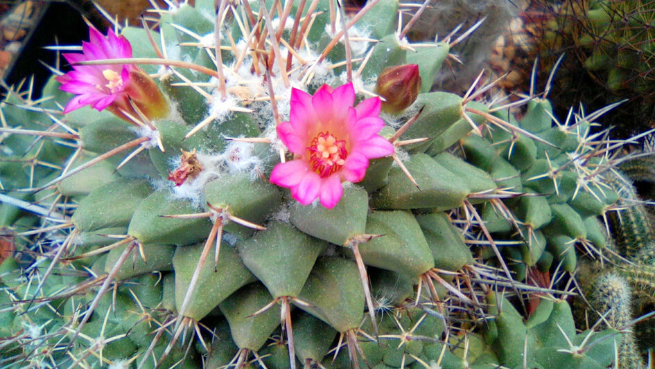 Mamilliaria Compressa