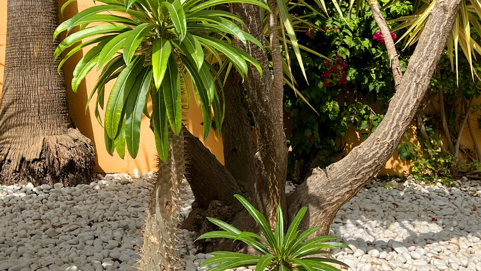 Pachipodium Lamerei Drake