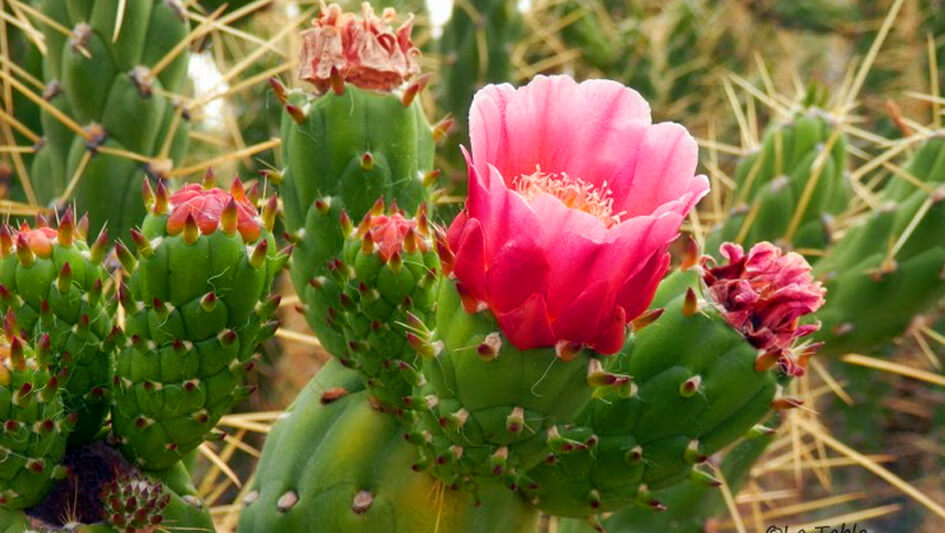 Opuntia Cilindrica