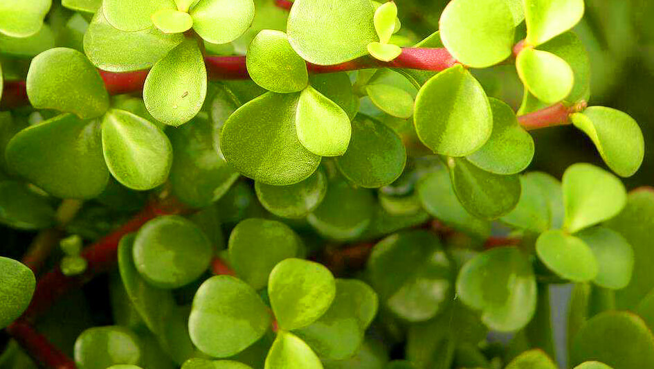 Portulacaria Afra