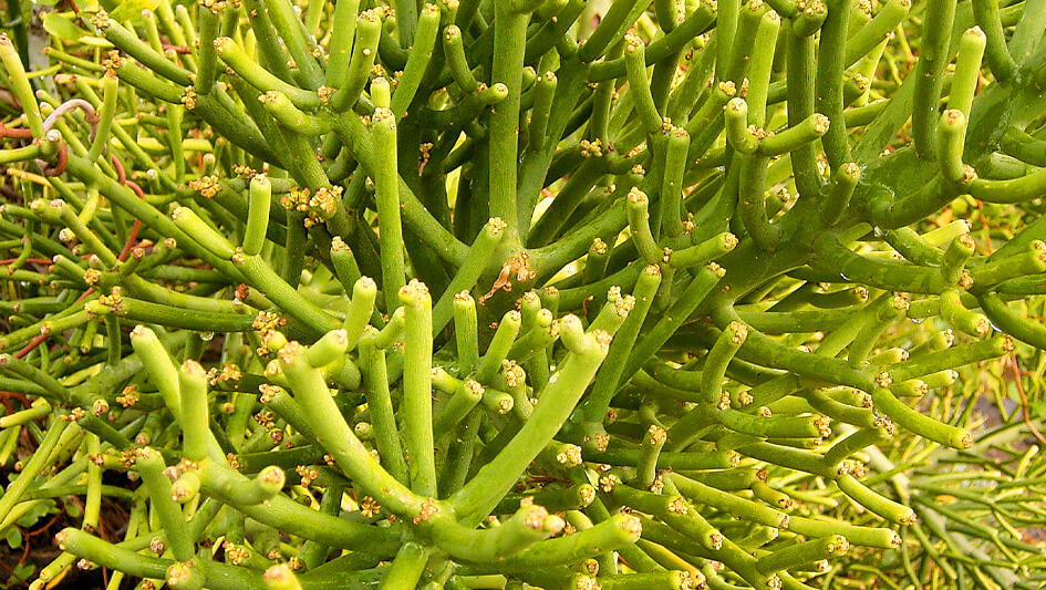 Euphorbia Tirucalli