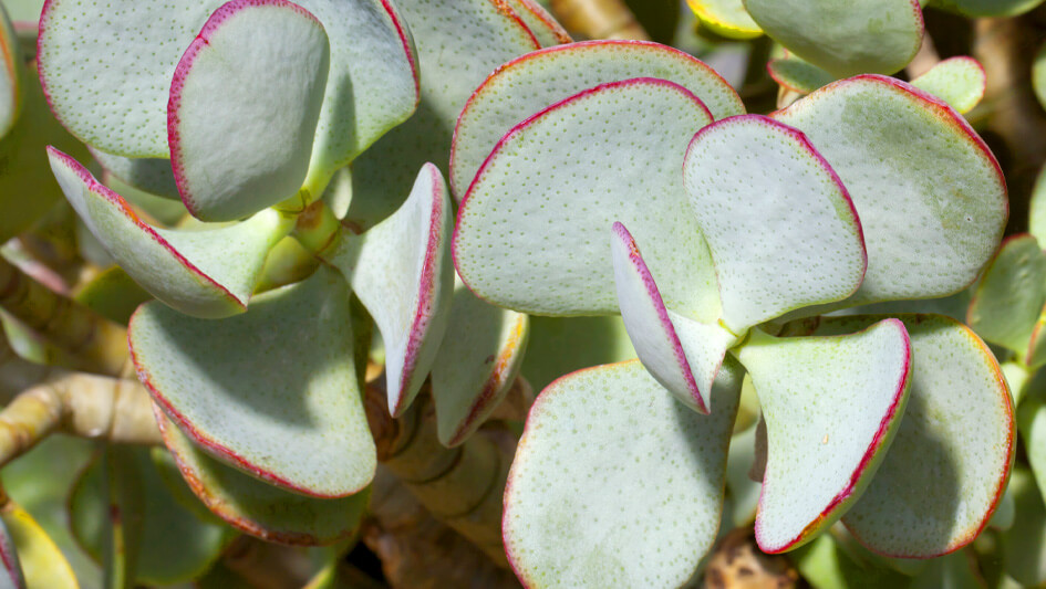 Crassula Arborescens