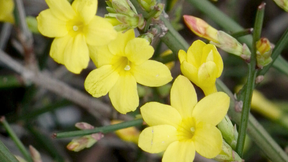 Jasminum Nudiflorum