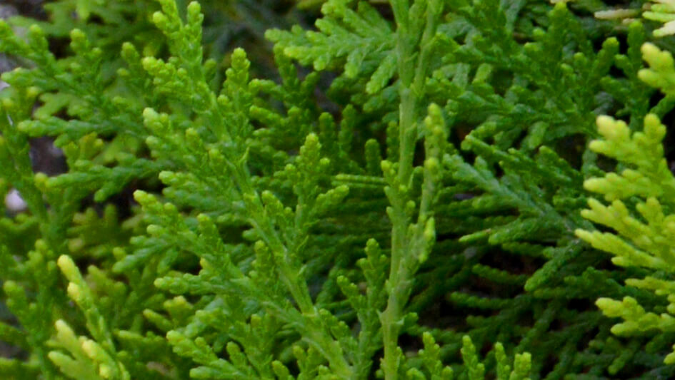 Thuja Occidentalis