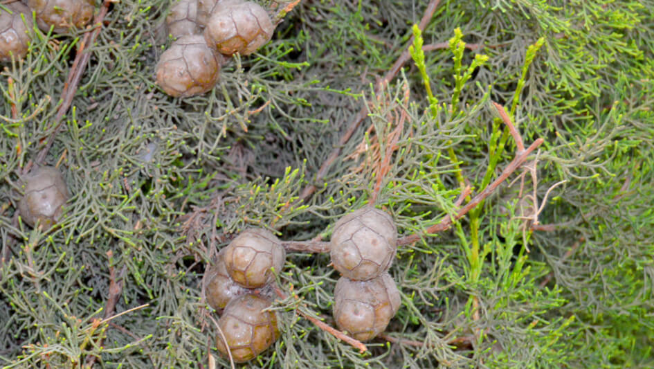 Cupressu Sempervirens