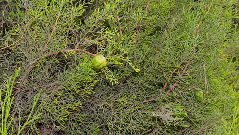 Cupressus Sempervirens