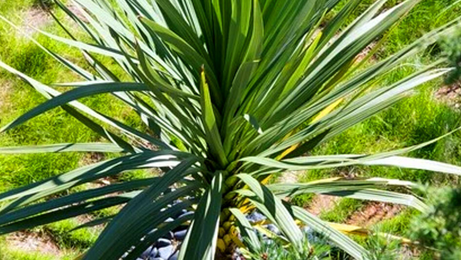 Cordyline Australis