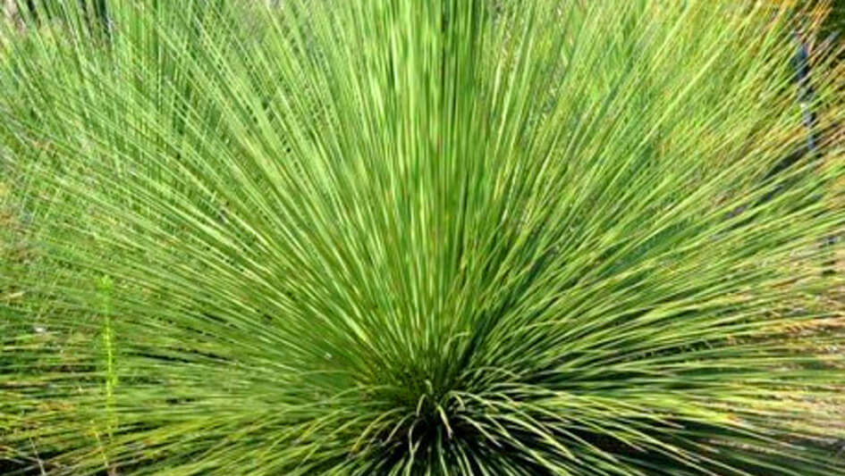 Dasilirion Longuisimum