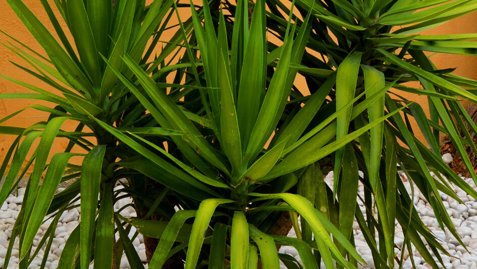 Yucca Filamentosa