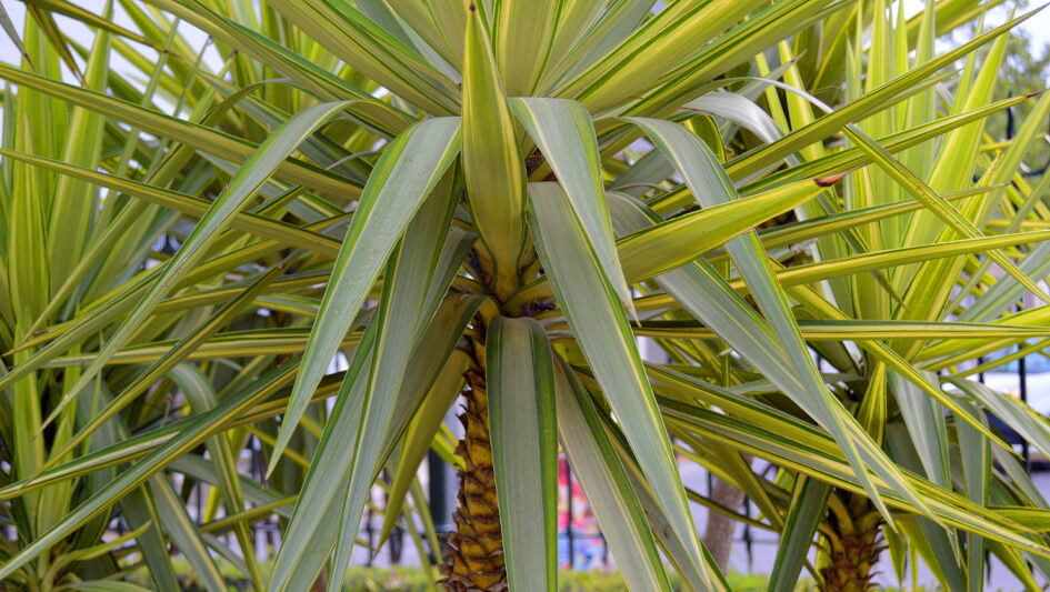 Yucca Aloifolia