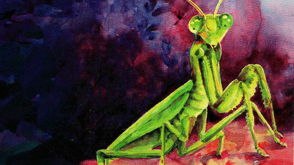 Mantis religiosa